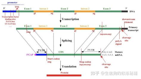 nts意思|基因序列中的一些名词区别（CDS、Exon、Intron、UTR、ORF、。